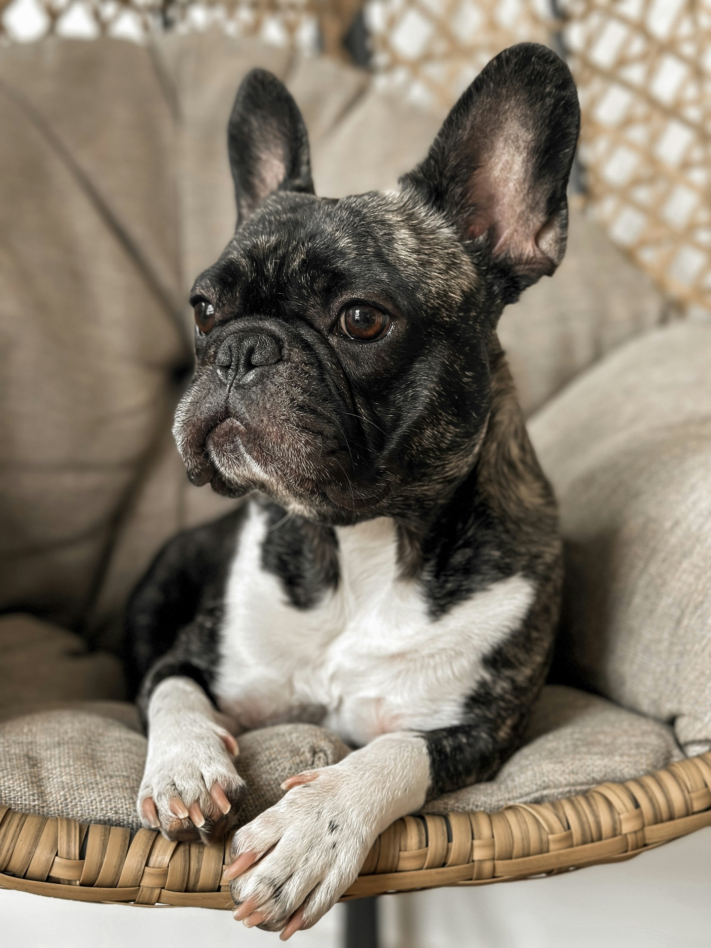 Boston Terrier resting on a chair
