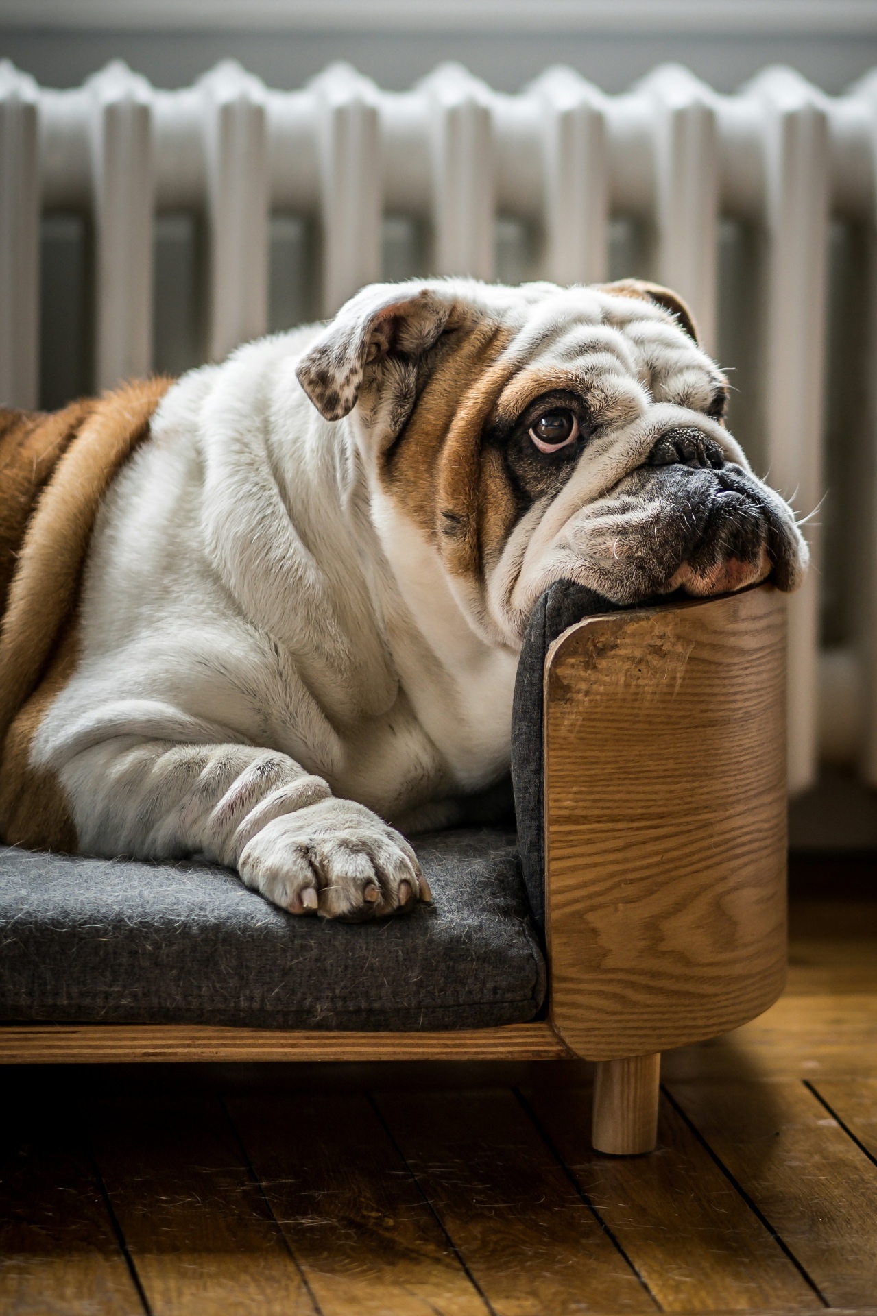 English Bulldog resting on a bed