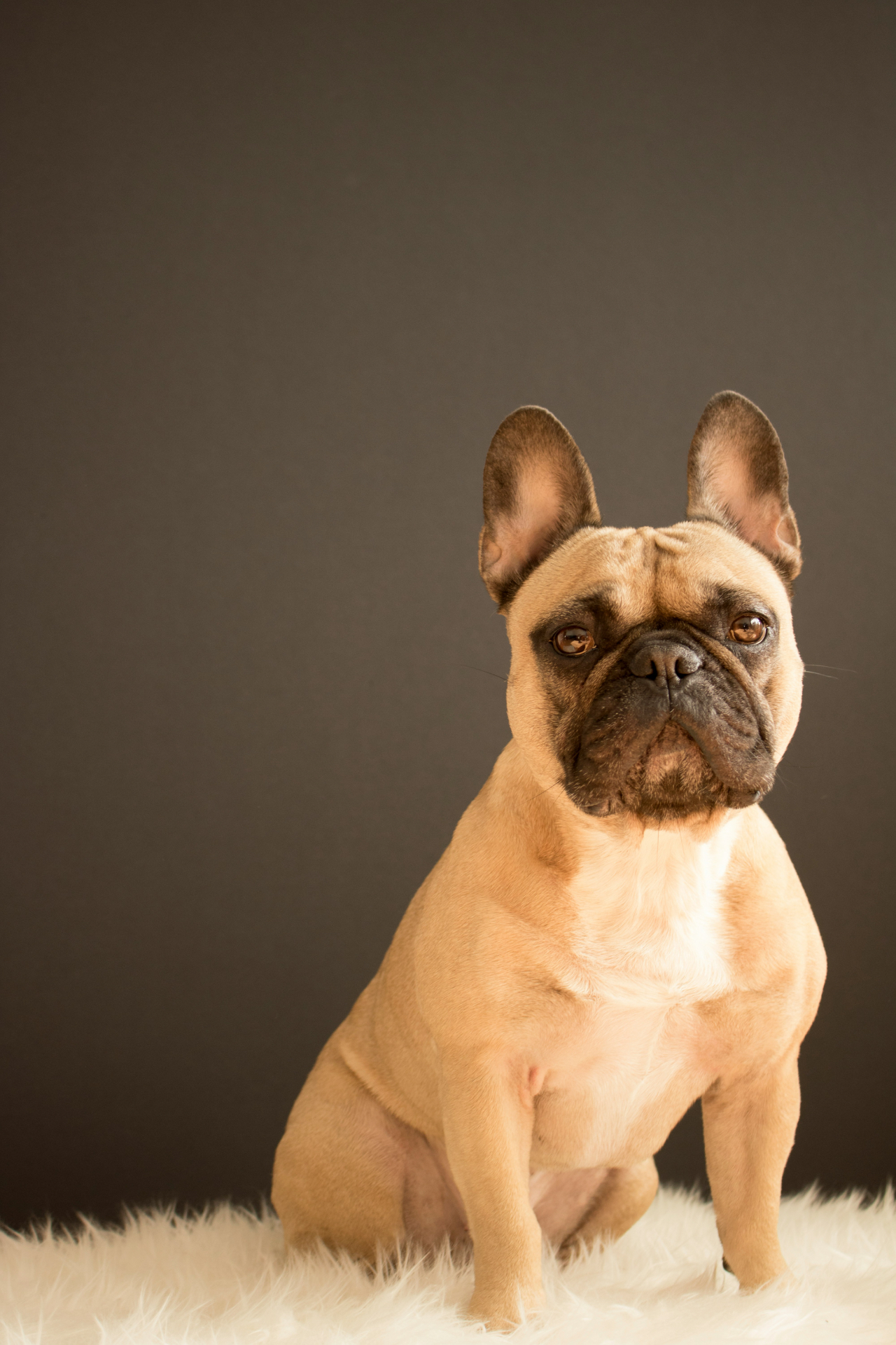 Fawn French Bulldog studio portrait